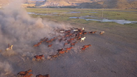 herd of running horses throw up dust in dawn golden hour aerial