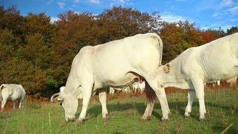 Junges-Kalb-Nimmt-Milch-Aus-Den-Eutern-Seiner-Mutter,-Während-Es-Auf-Der-Wiese-Eines-Bio-Bauernhofs-Weidet