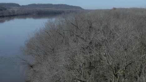 Bald eagle perched in a tree overlooking river during the winter. 4K footage