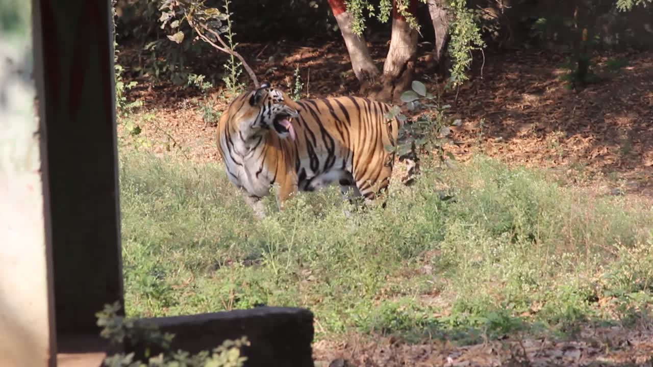 Young Indian Tiger looking for water in Zoo park in India I Bangal tiger looking funny and searching water in Zoo park