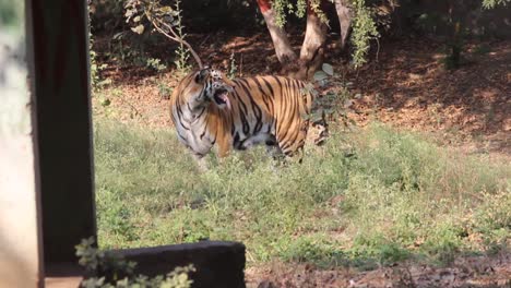 joven tigre indio en busca de agua en el parque zoológico en la india i tigre de bangal mirando gracioso y en busca de aguas en el parque zoo
