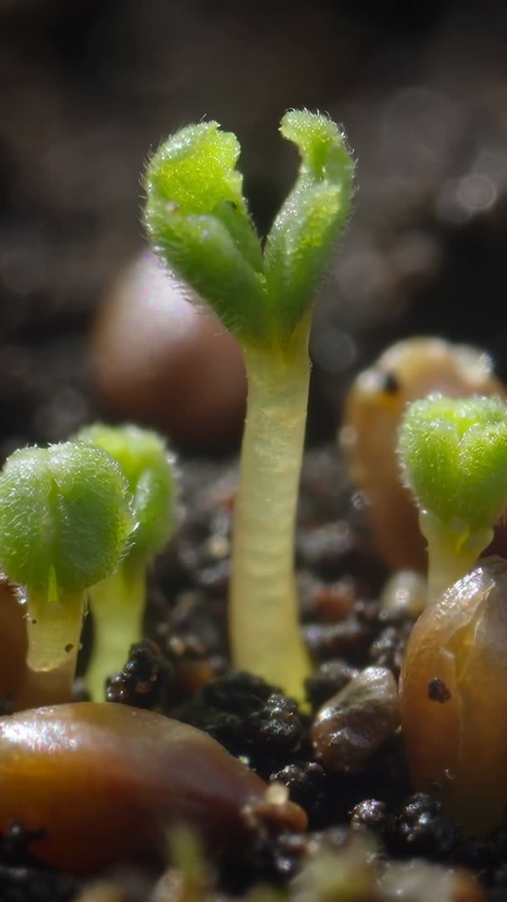 Vertical video: Seedling sprout absorbing water in soil, lifting cotyledons, with seed casings