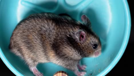 a close-up look at a playful hamster running in its exercise wheel, showcasing its lively movements and fluffy fur in a vibrant blue habitat
