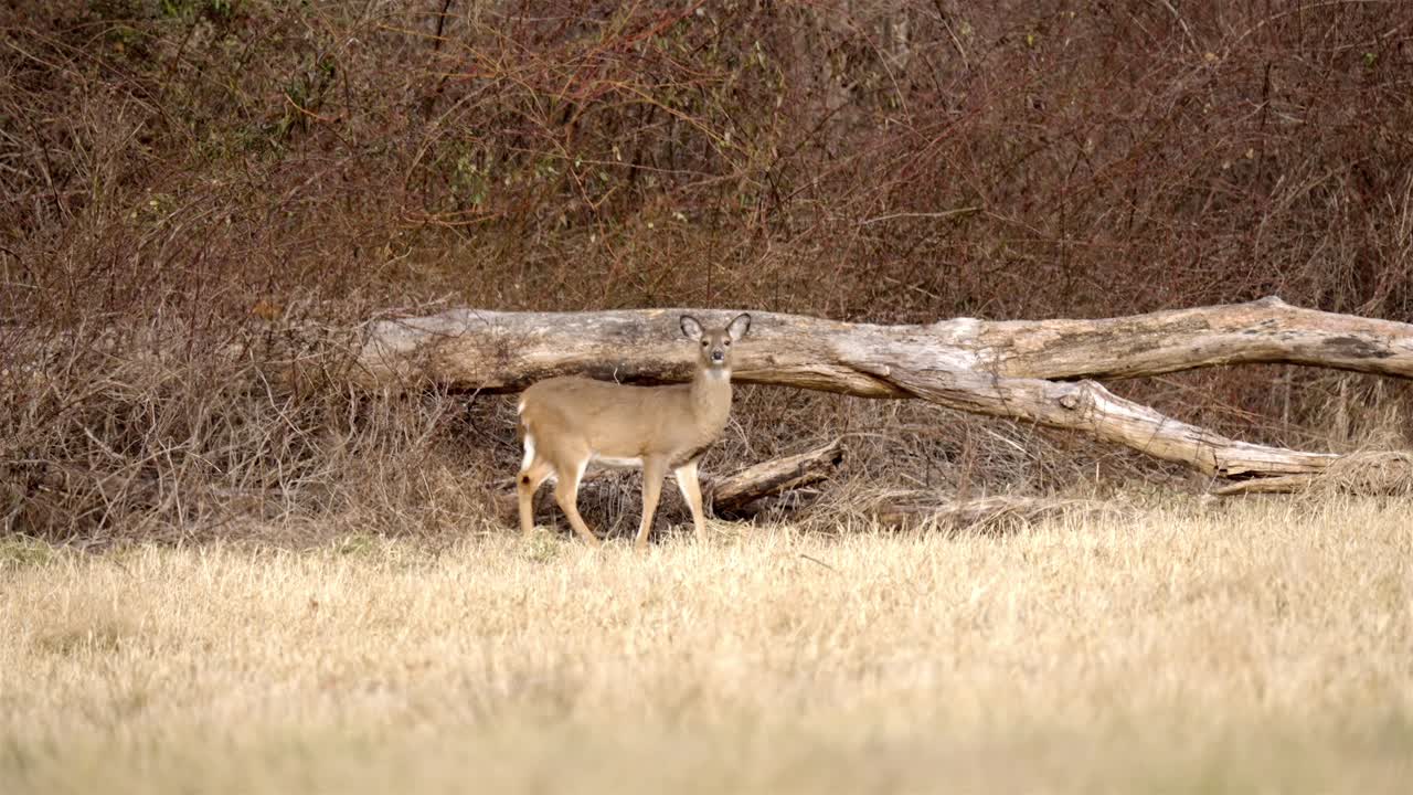 Ritratto di cervo dalla coda bianca, fauna selvatica nell'ambiente naturale.