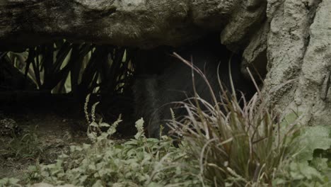 Small-Black-Langur-monkey-hiding-under-tree-in-small-cave