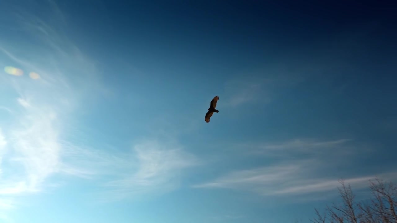 Bird of prey soaring in blue sky over forest trees. Large bird flying over the mountainside during a clear spring day at Delaware Water Gap.