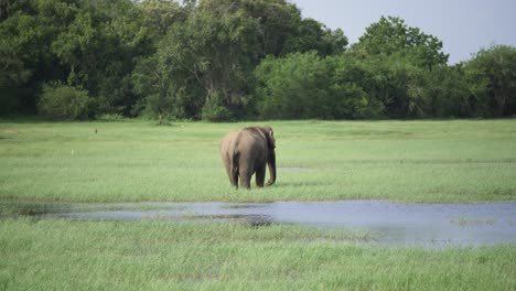 wide view of huge asian elephant crossing shallow river and eating in the wild in sri lanka