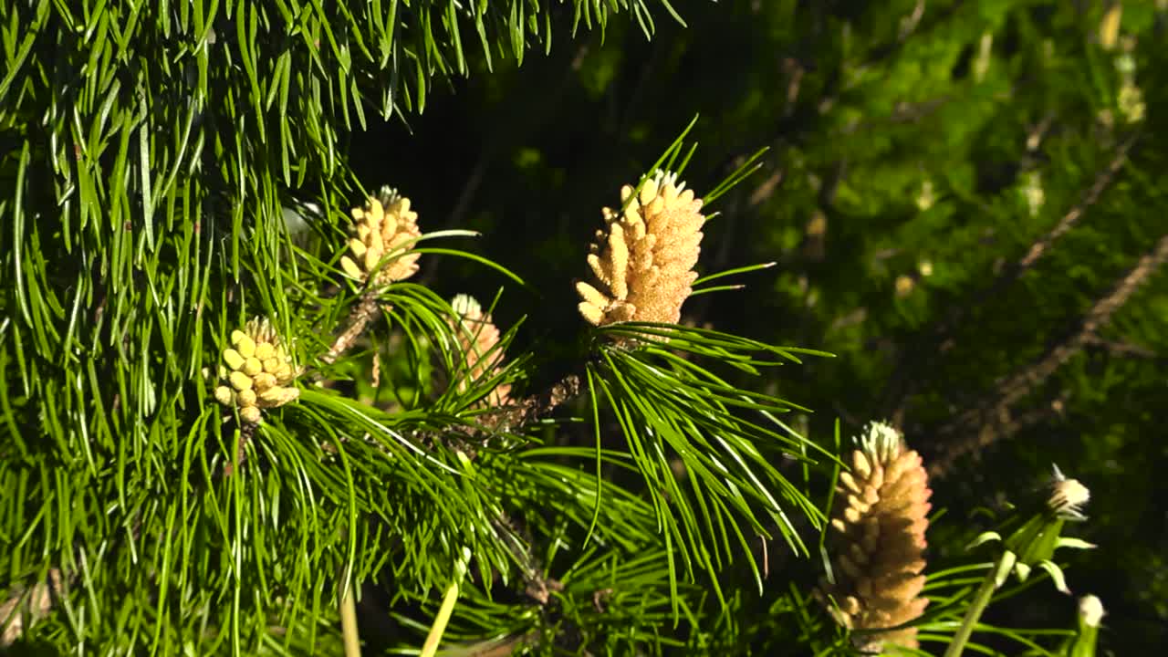 Gorgeous vibrant colored close up or closeup footage of budding new baby pine cones that are yellow colored and surrounded by green pine needles in nature with graan boken blurry background, sunny day