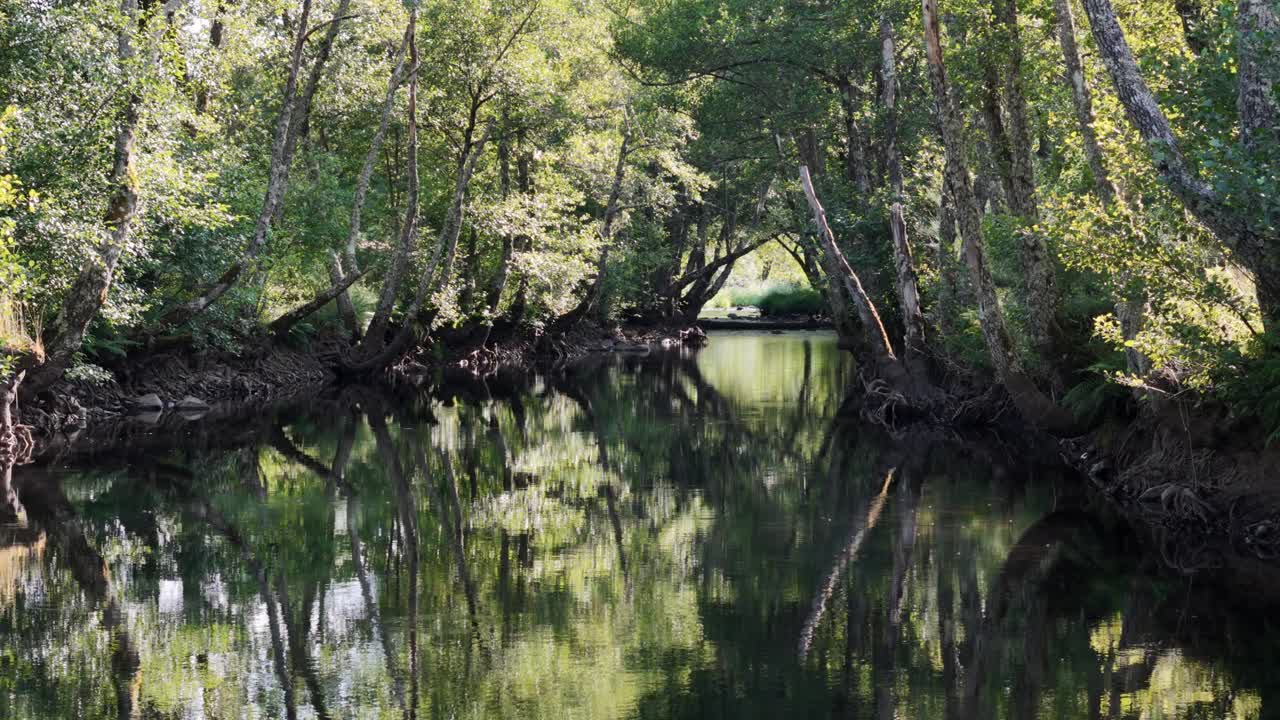 Gallery forest on a river in a sunny day