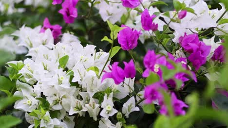 white and pink flowers in full bloom