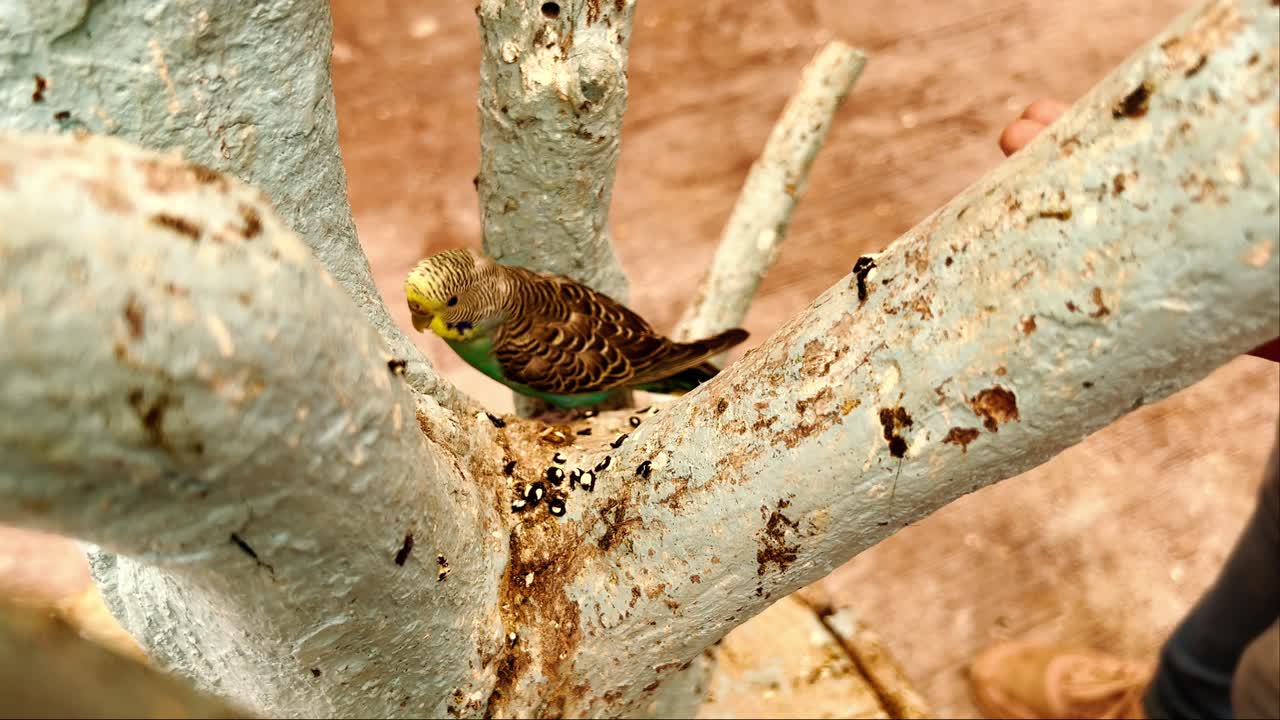 Slow motion view showing man with grains in hands and trying to feed the bird on a tree.