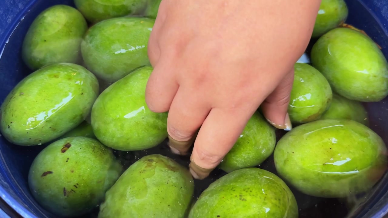 Primo piano dettagliato di una mano che solleva un mango verde crudo appena lavato dall'acqua prima della preparazione tradizionale di sottaceti fatti in casa in un ambiente di cucina.