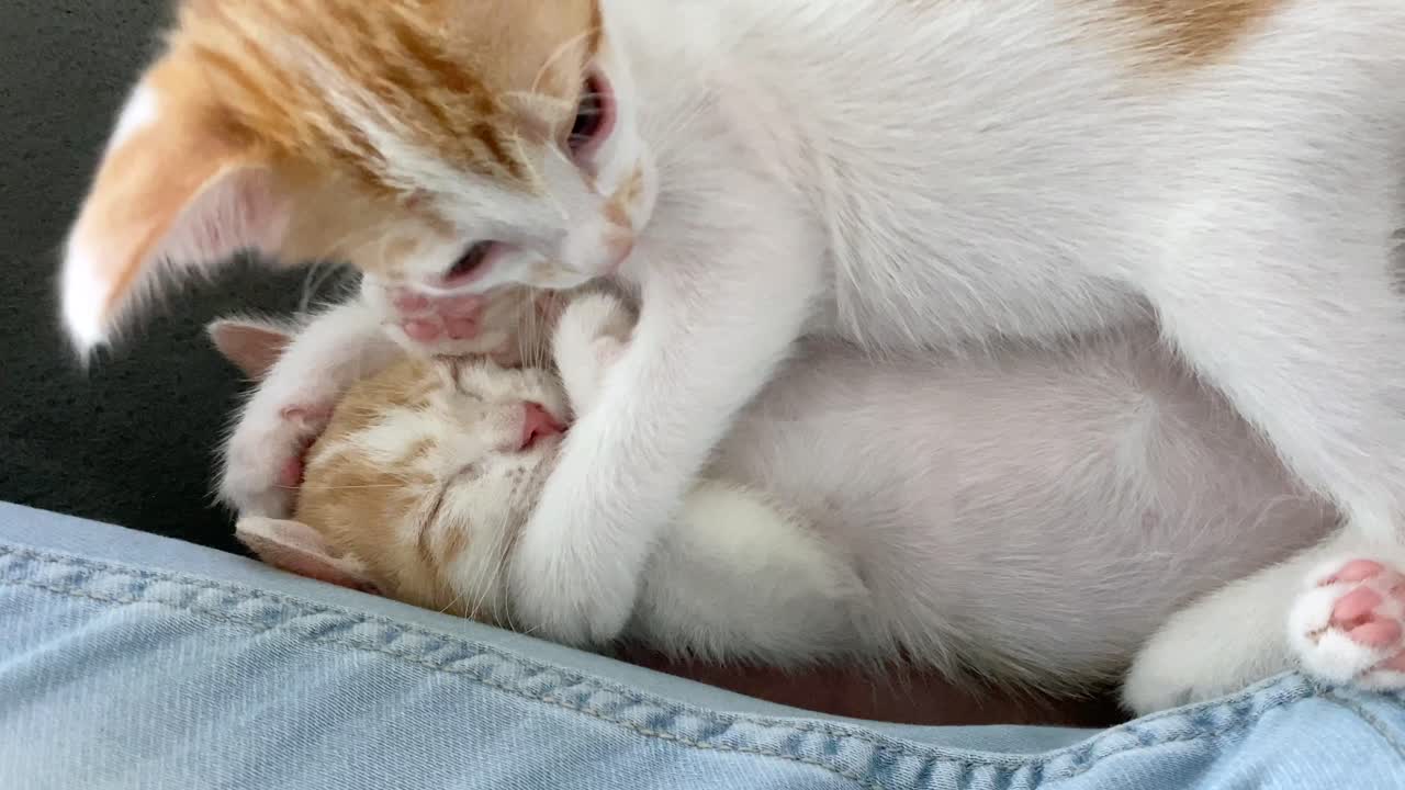 Close up shot of two cute baby cats cuddling and licking each other indoors