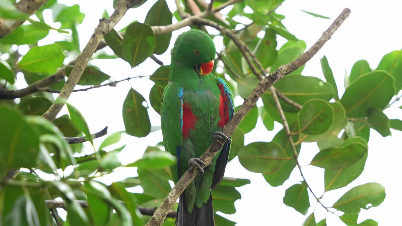 el macho de eclectus moluccan, ecleectus roratus visto posado en una rama de árbol en el bosque, limpiando, arreglando y limpiando sus hermosas plumas de color verde esmeralda con su pico, tiro de cerca