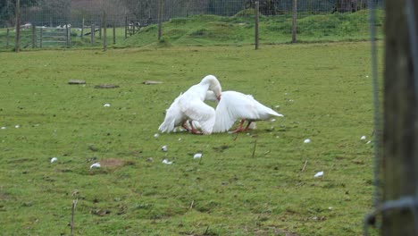 two white geese fighting on a farm