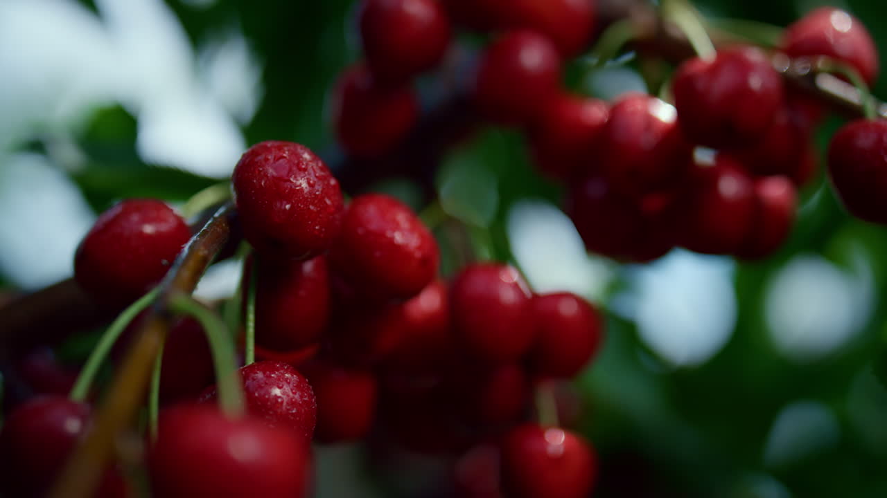 熟した湿った桜の束が成長する農場の木が近づいています. 準備済みの果物のベジタリアンデザート