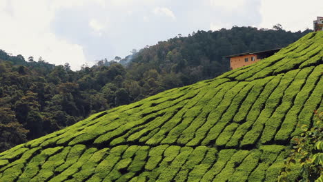 tea plantation in cameron highlands, malaysia