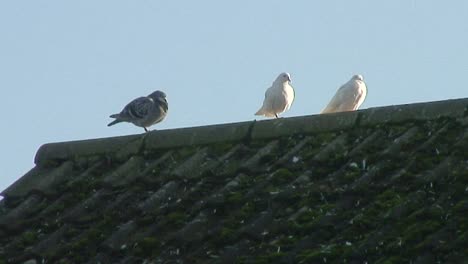 pidgeons on a rooftop waiting for food