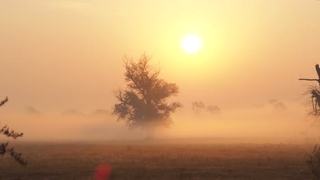 Shot-of-morning-mist-over-open-field-at-sunrise