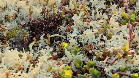 Flechtenmoos-Der-Arktischen-Tundra-Aus-Nächster-Nähe.-Es-Kommt-Hauptsächlich-In-Gebieten-Der-Arktischen-Tundra-Und-Der-Alpentundra-Vor-Und-Ist-äußerst-Kälteresistent.-Cladonia-Rangiferina,-Auch-Als-Rentierbecherflechte-Bekannt.