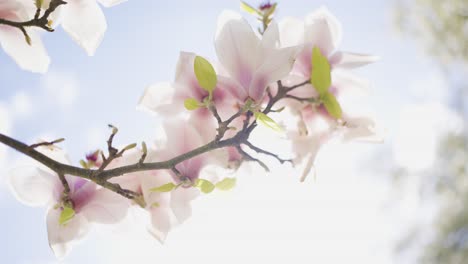 beautiful magnolia blossoms