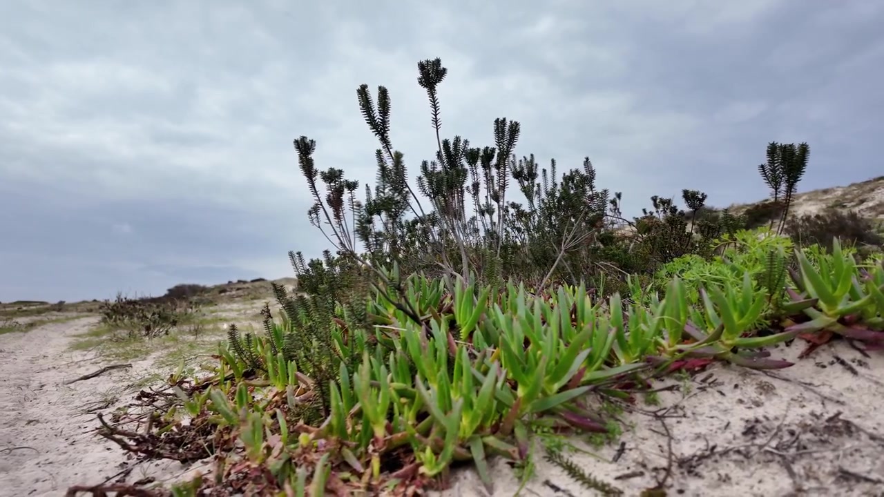 Portugals kystklitter med hjemmehørende kragebær (Corema album) vegetation