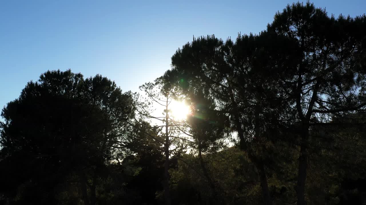 Silhouette of Pine Trees with Sunlight