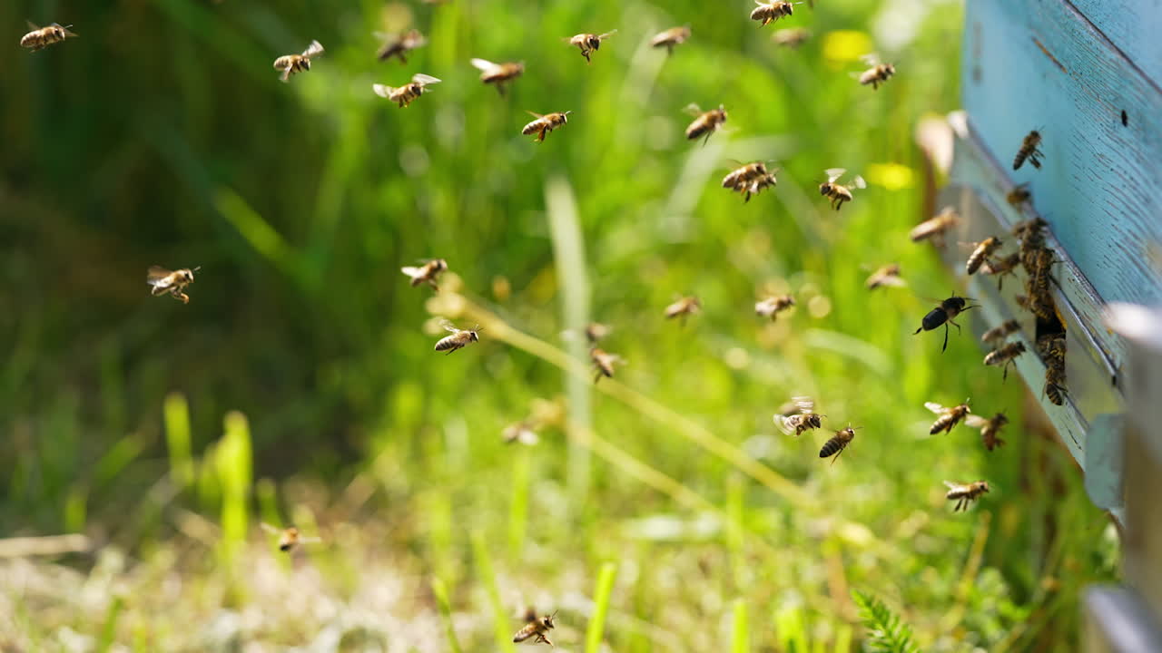 Busy bees coming back to their bee hive bringing nectar. Some insects hovering in the air. Green grass backdrop in blur.