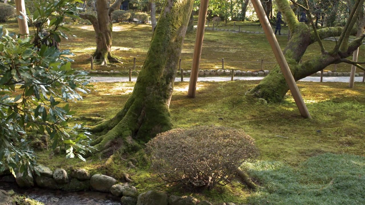 支えられた古木が点在する、緑豊かで苔むした公園を散策する訪問者たちの広角静止画。