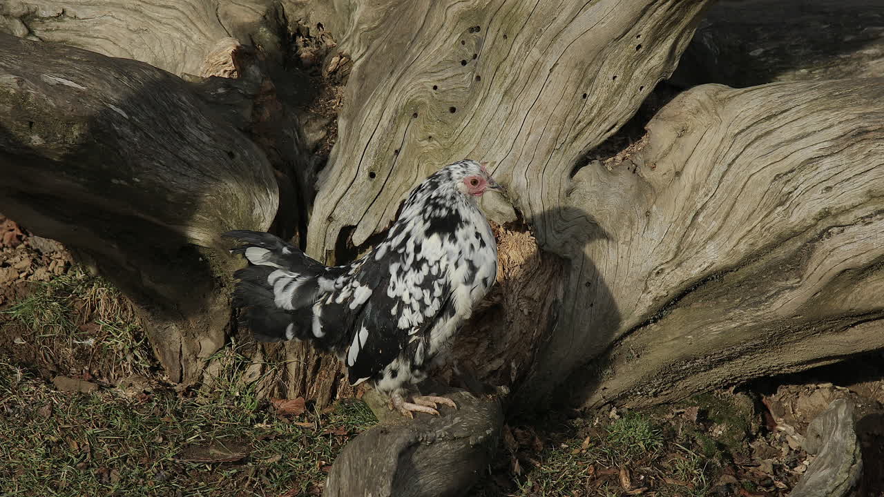 플리머스 록 영