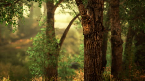 fairy tale spooky looking woods in a misty day