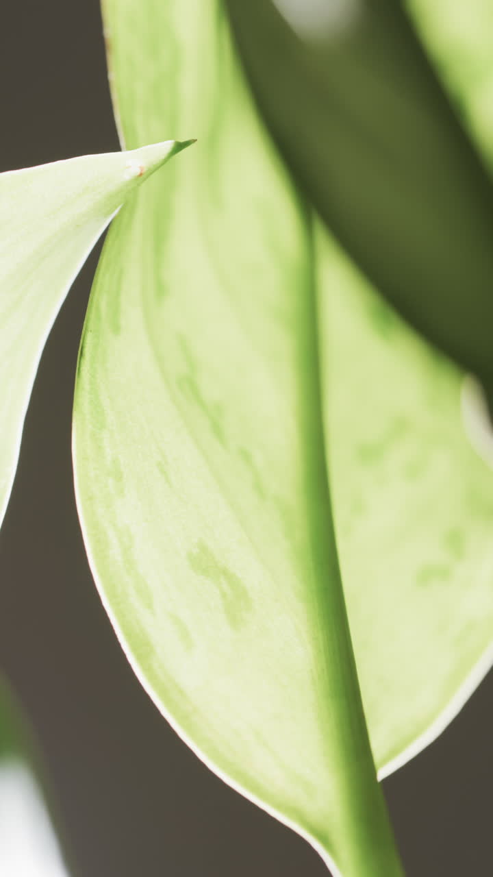 Micro vertical video of close up of green leaf with copy space