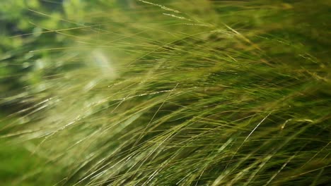 Hohe-Auflösung,-Nahaufnahme-Von-Langem-Gras,-Unkraut,-Während-Der-Wind-Hindurchbläst