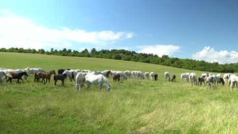 lipizzan 馬匹在綠色草原上放牧