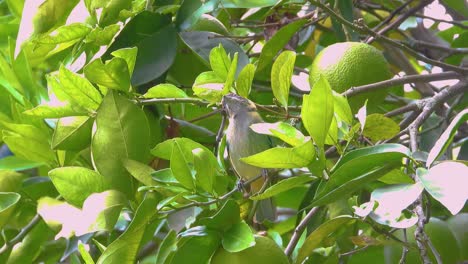 pájaro en una rama de árbol junto a la fruta vuela lejos, parque natural nacional de los nevados, colombia