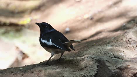 facing to the right then turns around to face the opposite as it looks towards the camera, oriental magpie-robin copsychus saularis, thailand