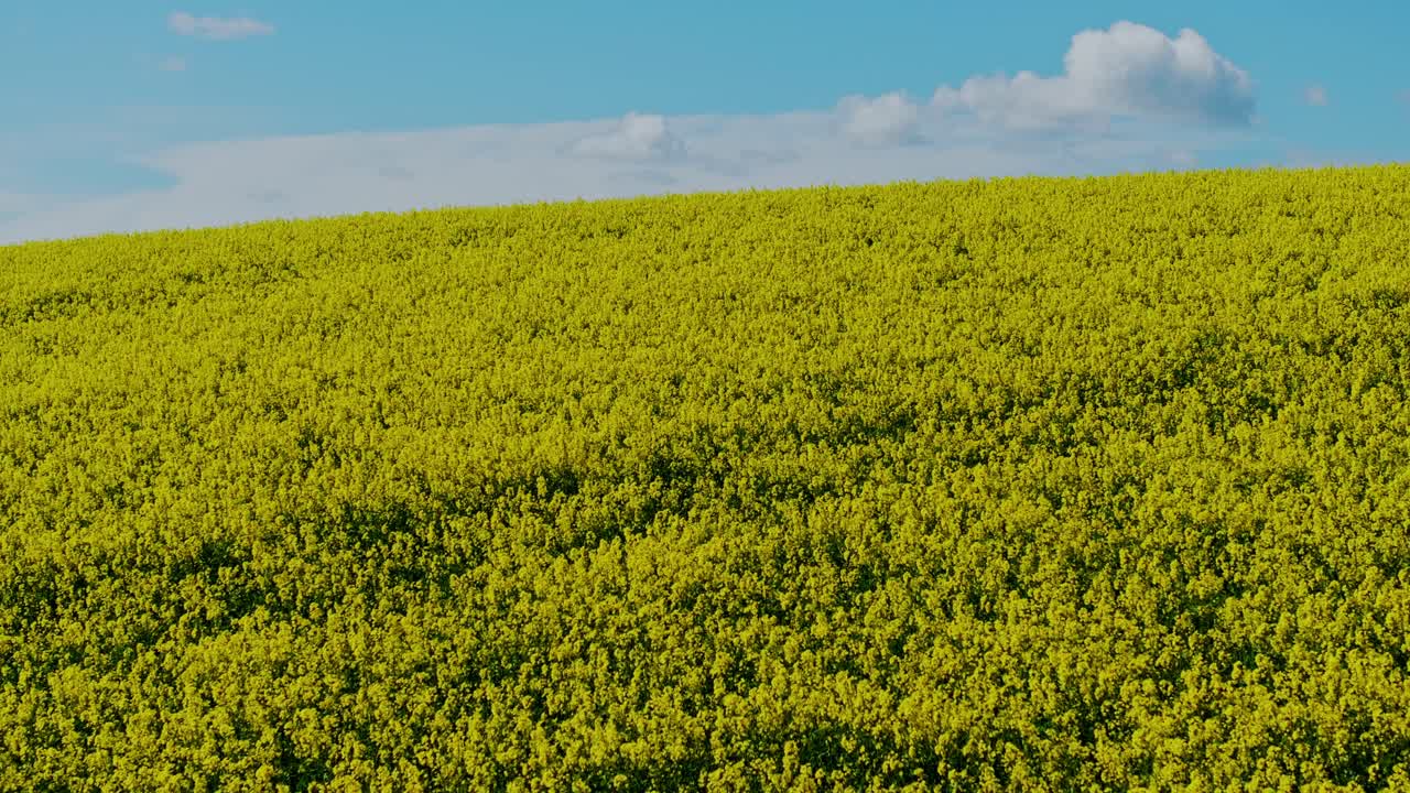 Movimento al rallentatore di un drone che si sposta all'indietro sopra un campo di colza in fiore in primavera