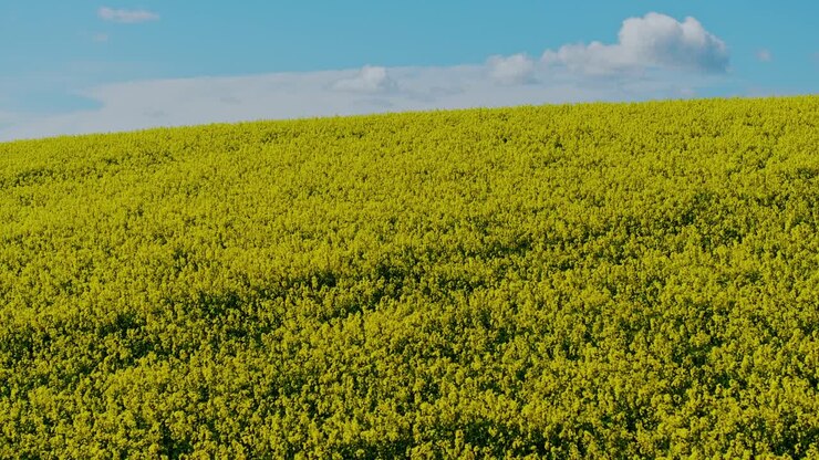 Movimento al rallentatore di un drone che si sposta all'indietro sopra un campo di colza in fiore in primavera