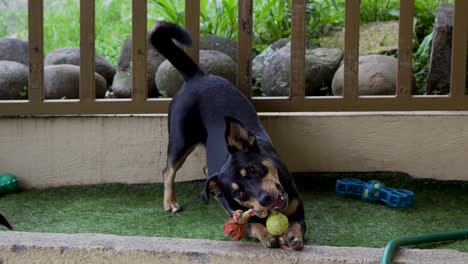 perro burlándose de otro perro con un juguete