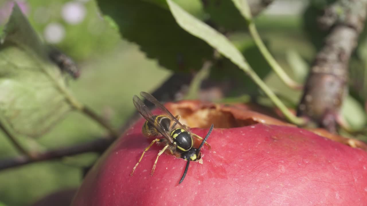 말벌이 썩은 빨간 사과를 먹고 있다