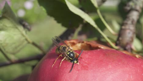 wasp is feeding on rotten red apple