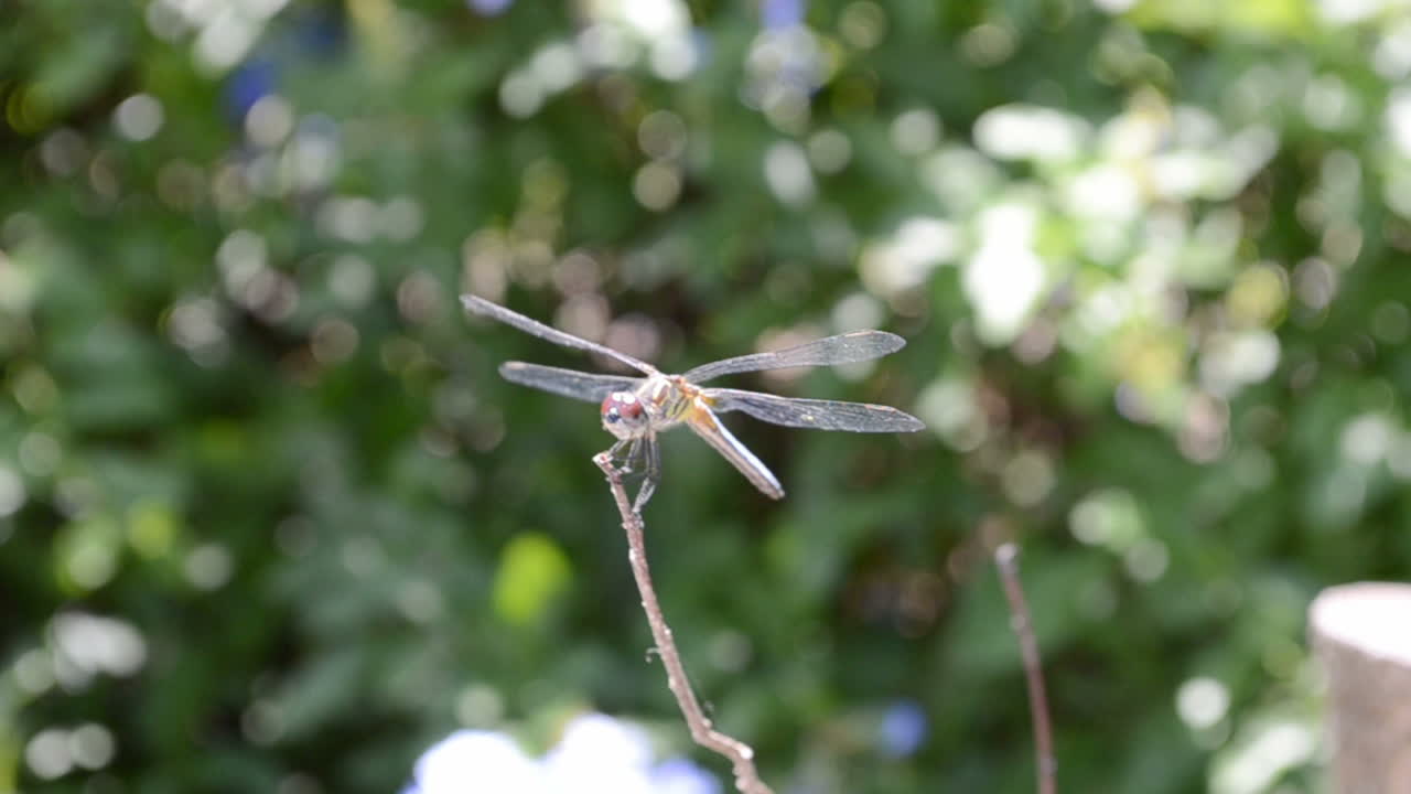 Libellula su un ramo. La natura in un giardino