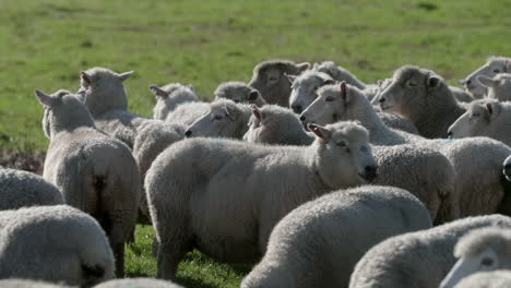 closeup of herd of sheep panting in place after running