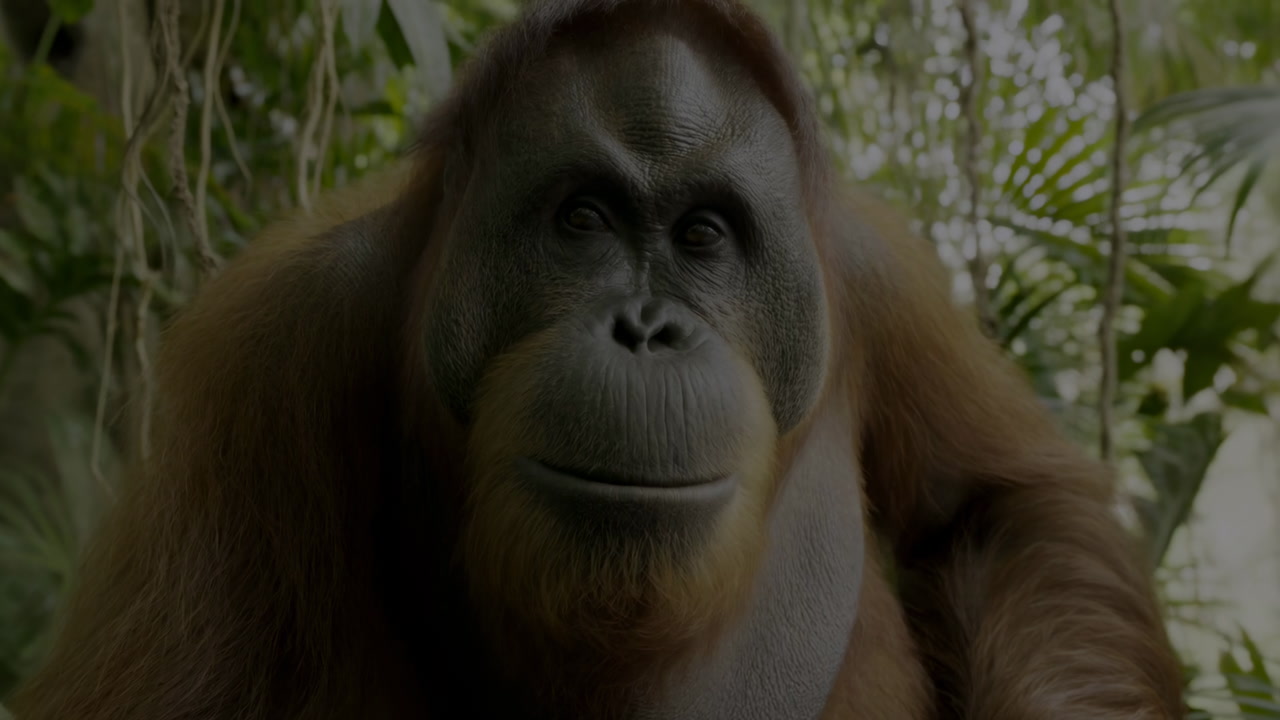 Close-up Portrait of a Wild Orangutan in a Lush Jungle