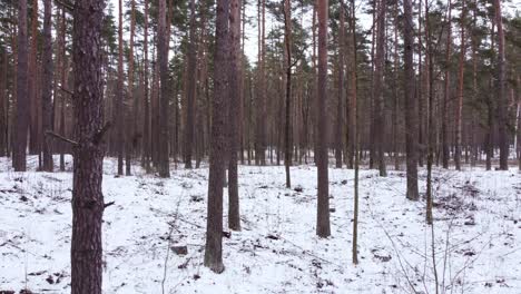 Pine-forest-in-winter-in-frozen-Bikernieku-Forest,-Latvia,-dolly-right,-day