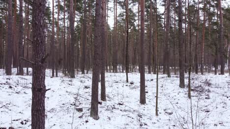 bosque de pinos en invierno en el bosque congelado de bikernieku, letonia, dolly right, día