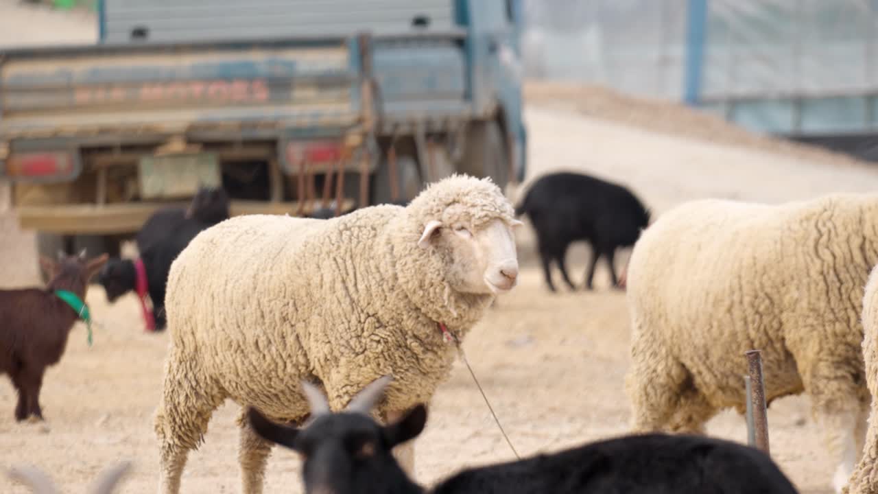 Pecore e capre legate in una fattoria rurale in Corea del Sud con un camion nel cortile