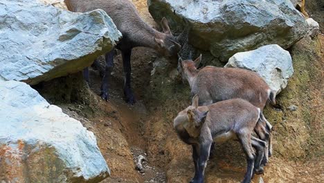 breathtaking close-up footage of an group of baby alpine ibex gracefully playing and climbing on rocks