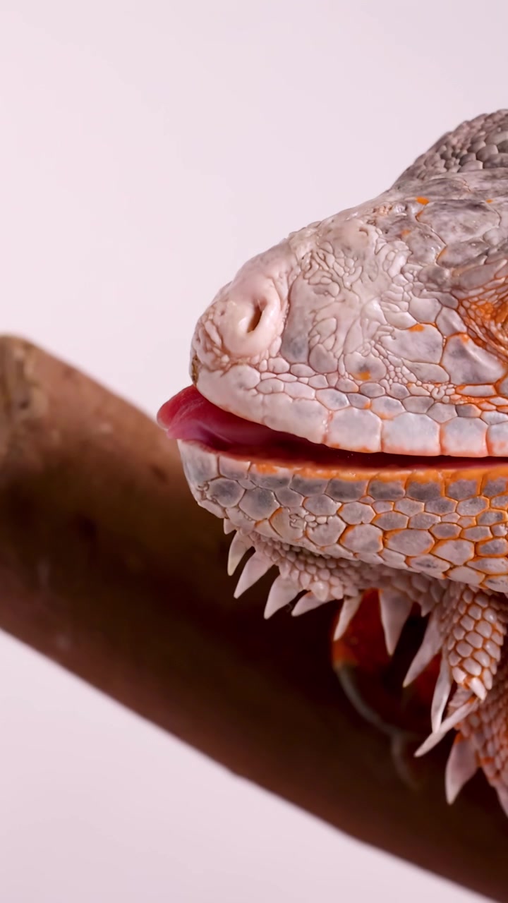 Primo piano macro di un'iguana arancione che fa scattare la lingua mentre è appollaiata su un ramo di legno.