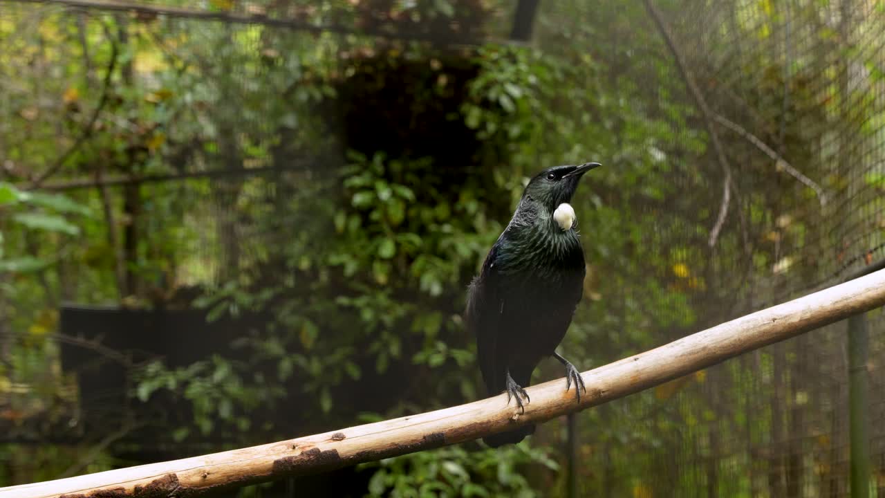 el pájaro tui posado en una rama - pájaro endémico de nueva zelanda - de cerca